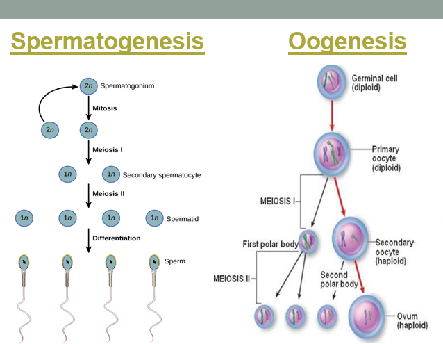Cell Division, Gametogenesis and Theory of Ovulation
