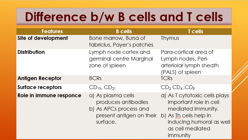 How can one differentiate between B cells and T cells?