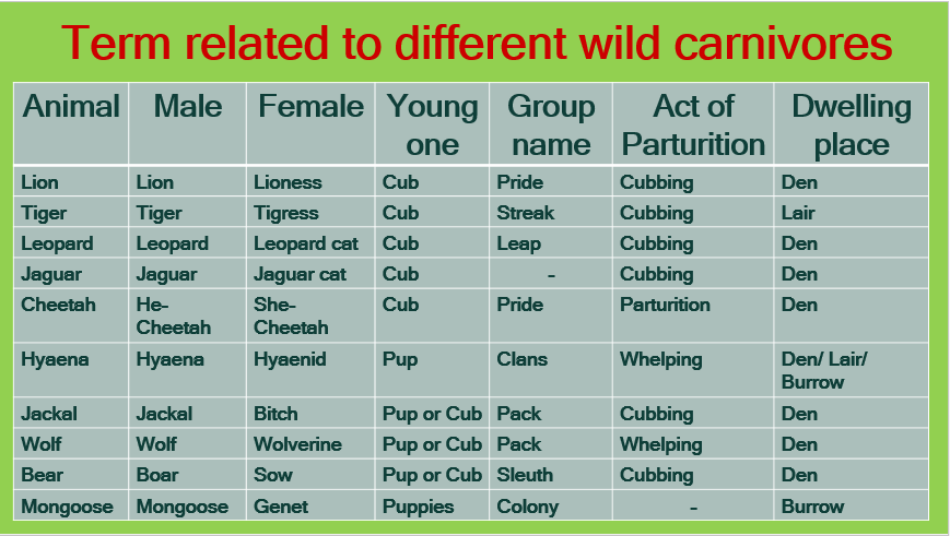 Know the different terms related to different wild carnivores