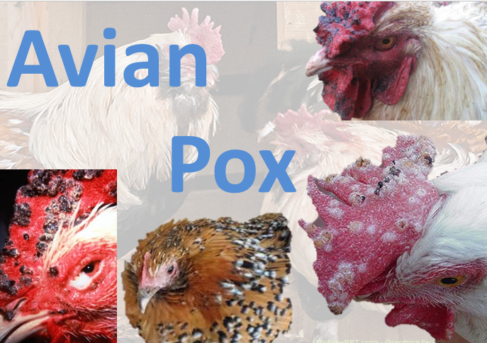 Avian pox