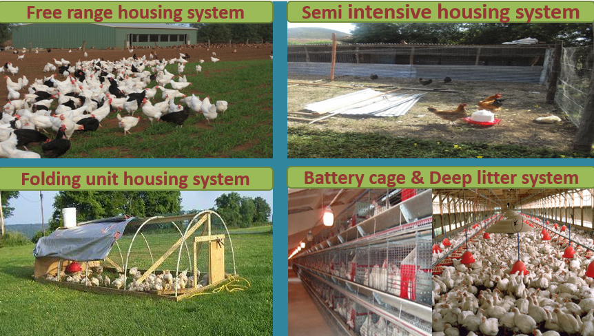 Provide a better housing for your birds by using suitable ‘Housing Systems of Poultry’
