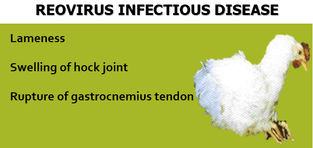 Reovirus infections in fowl