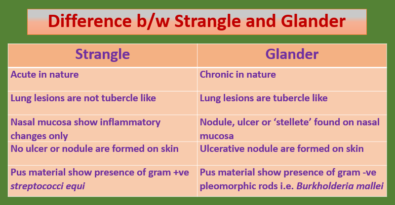 How did you differentiate two equine diseases i. e. Strangle and Glander?