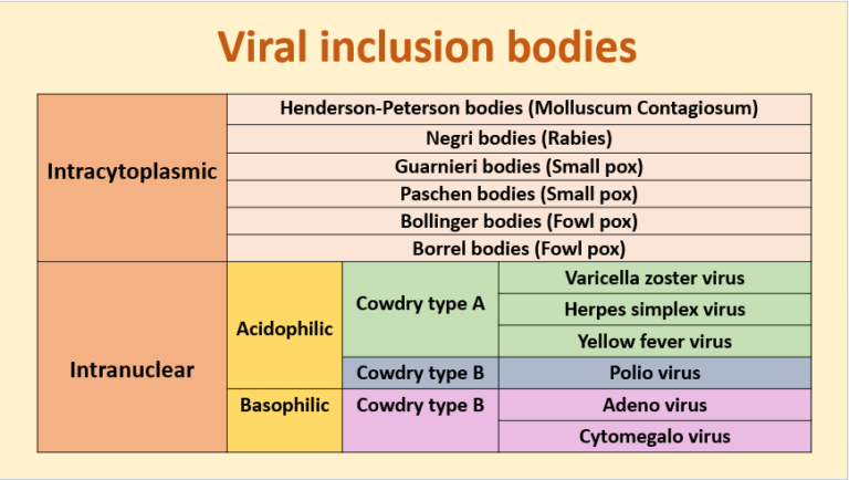 Different Inclusion Bodies Found In Infected Cells