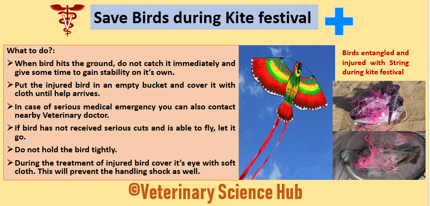 Save Birds during Kite festival